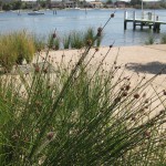 The Cove (S1)